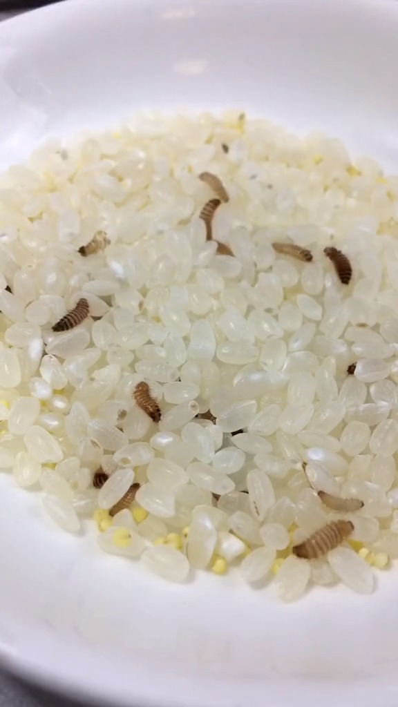 生活小妙招#大米生米虫怎么呢?用这个小妙招轻松赶走虫子