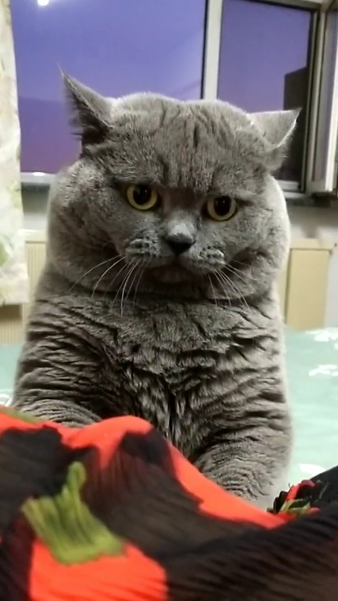 不陪它玩就撅嘴胖腮的