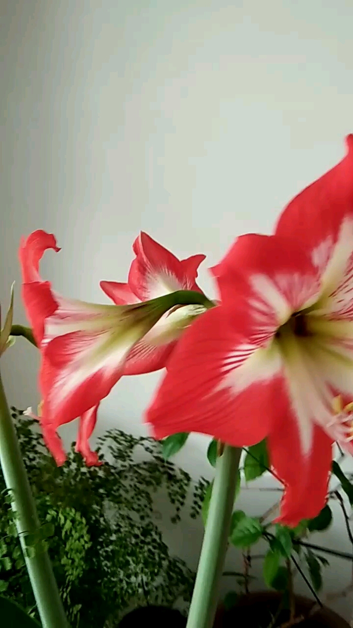 新年新气象#漂亮的对子兰花