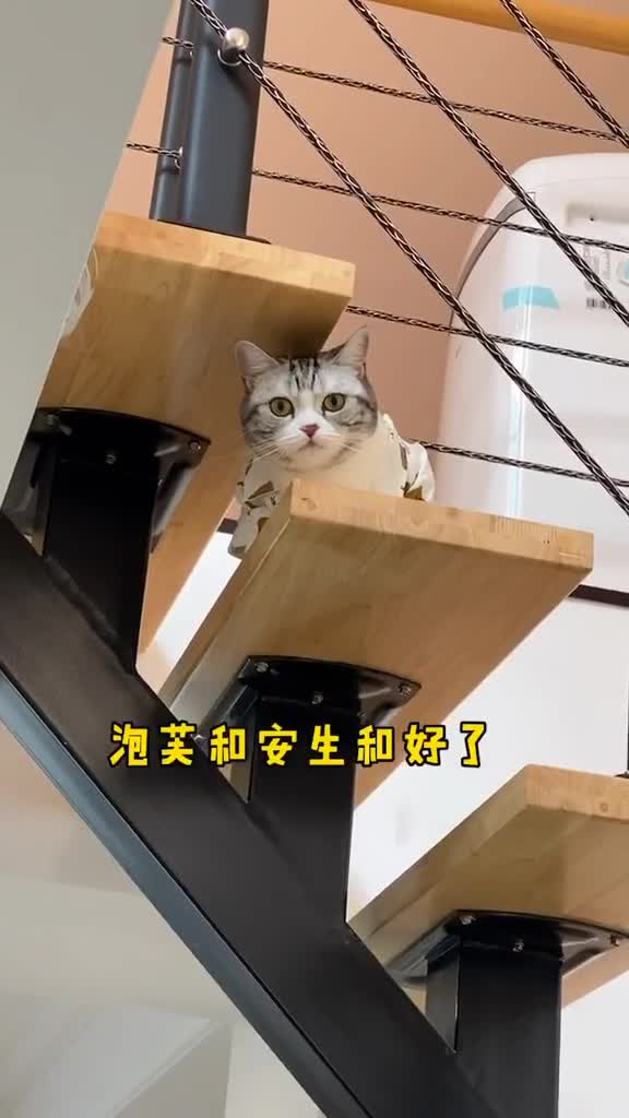 安生又赢回了泡芙的心王泡芙