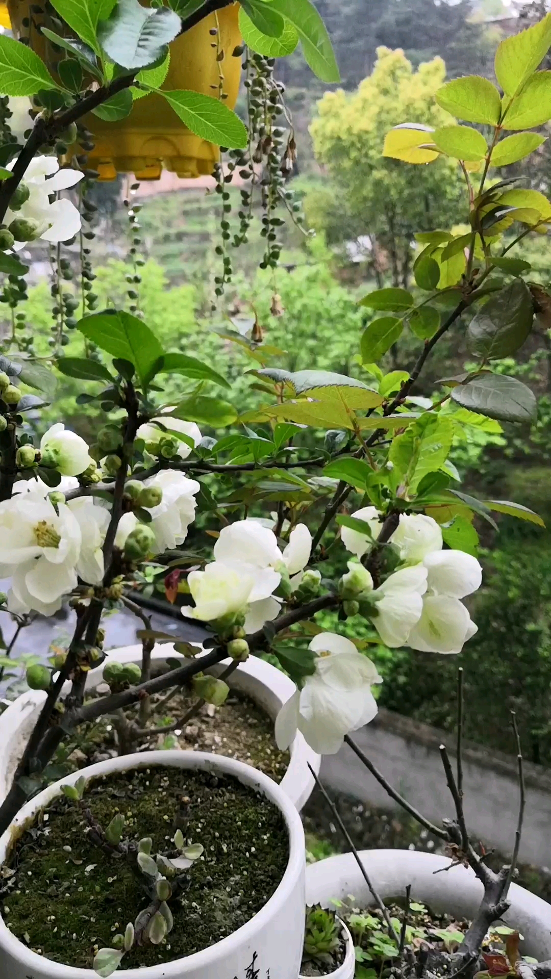 怒放的绿色海棠花