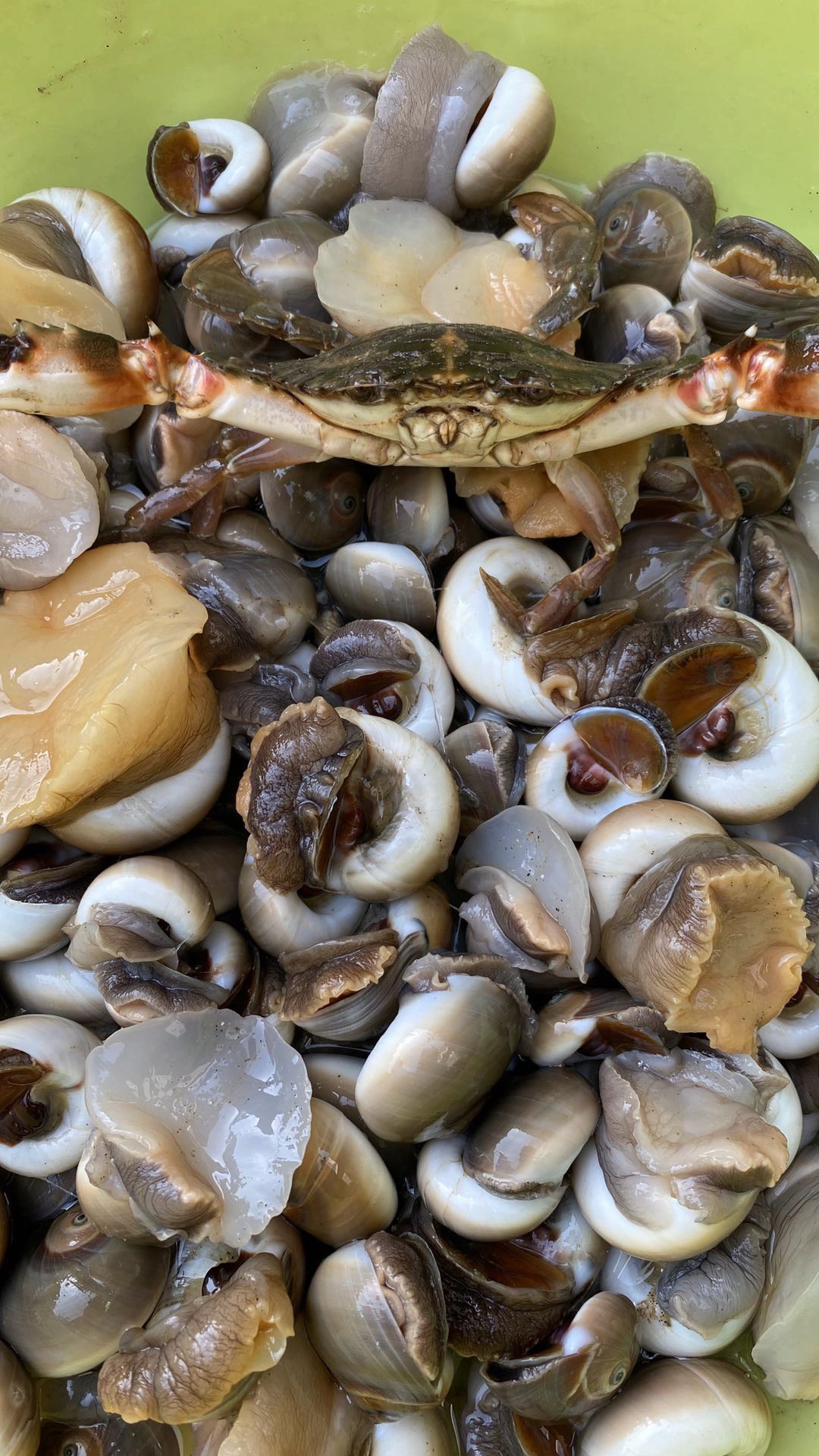 生活小妙招#深夜赶海抓猫眼螺是一种什么样的体验