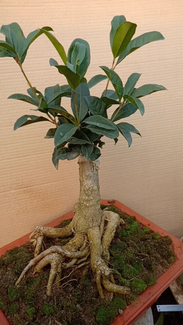 桂花盆景 四季桂 金银同辉