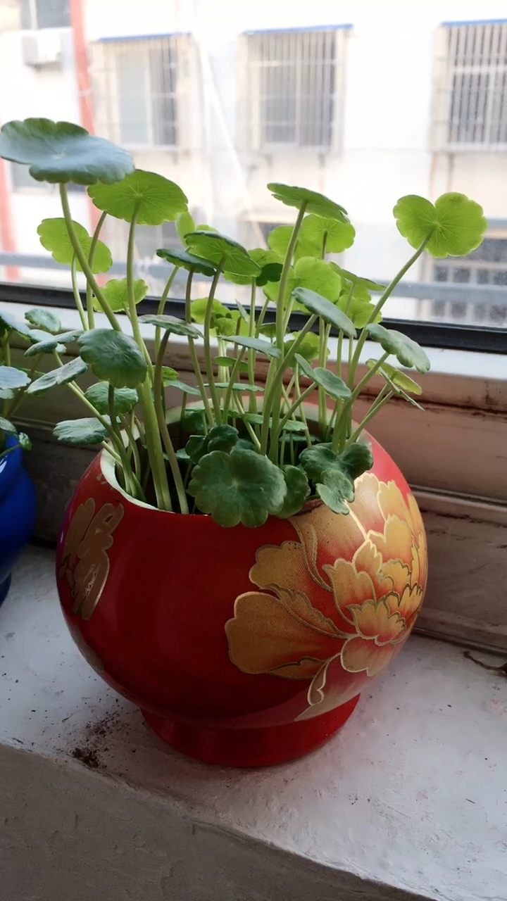 酒瓶改造的花瓶美美的