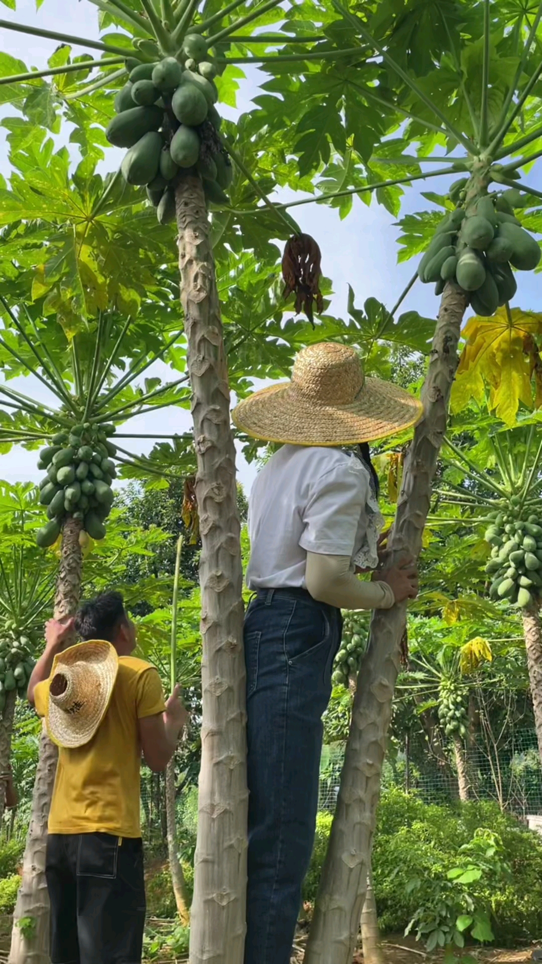 红心冰糖木瓜#摘木瓜摘到怕,有人来帮我们摘木瓜吗?