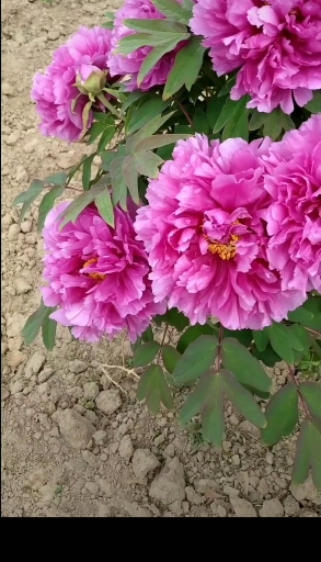 鲁菏红牡丹,花朵大,层次多