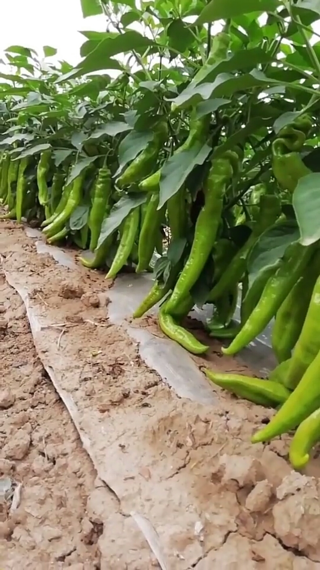 乡村生活#自家的小菜地,水灵灵的辣椒!