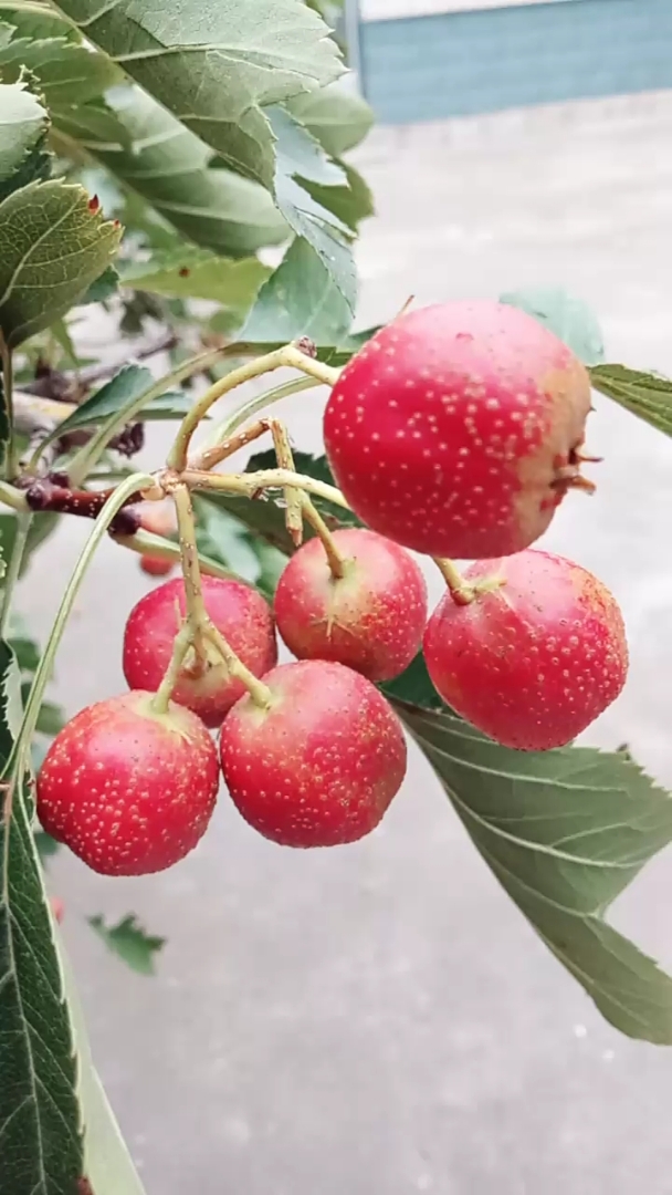 红通通的山楂是不是很好看?