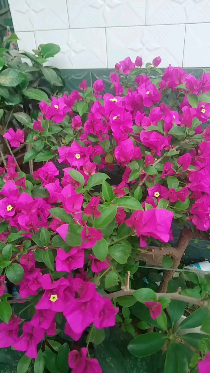 最美的三角梅,一年四季花开不断
