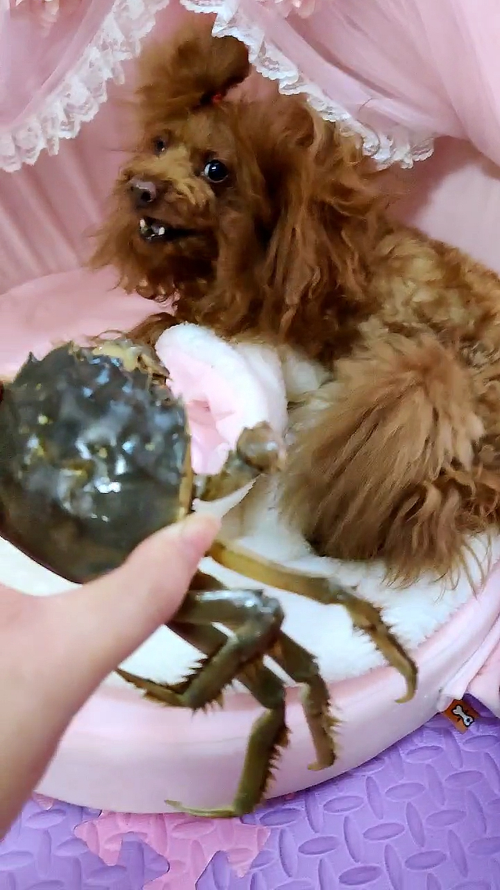 搞笑萌宠#螃蟹太可怕了