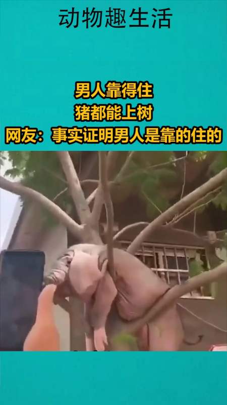 我要上热门#男人靠得住,猪都能上树,网友:事实证明男人是靠的住的