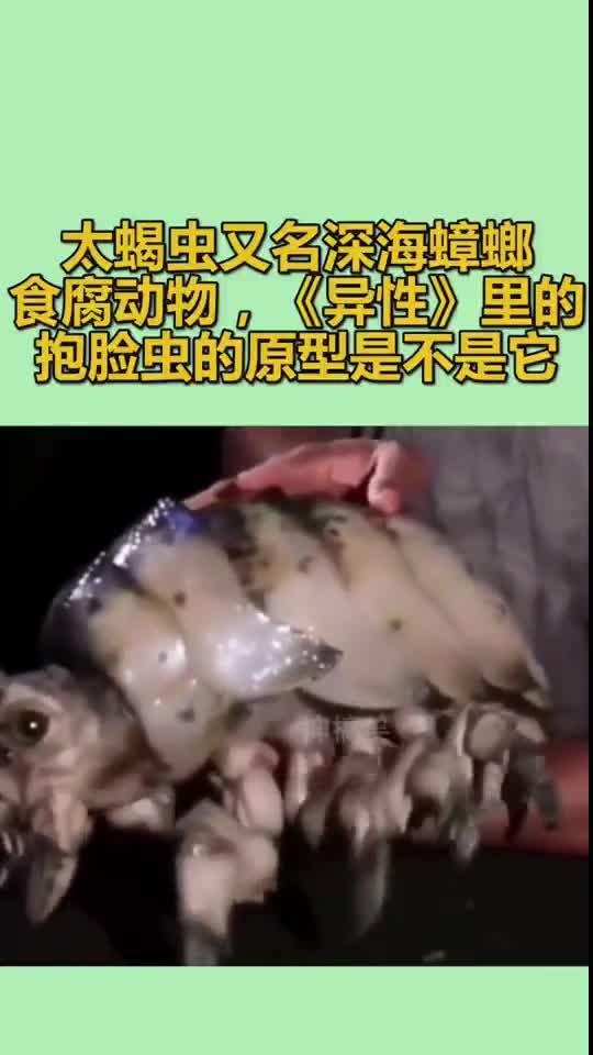 我要上热门太蝎虫又名深海蟑螂食腐动物异性里的抱脸虫的原型是不是它