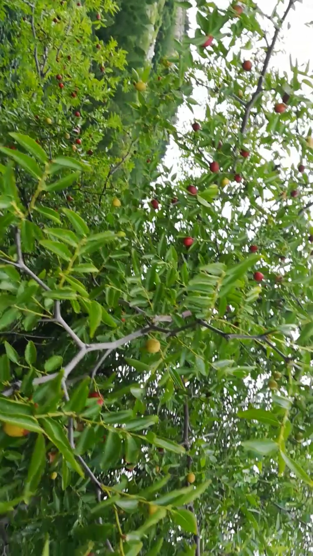 星期天深山采野果,小红栆系列1
