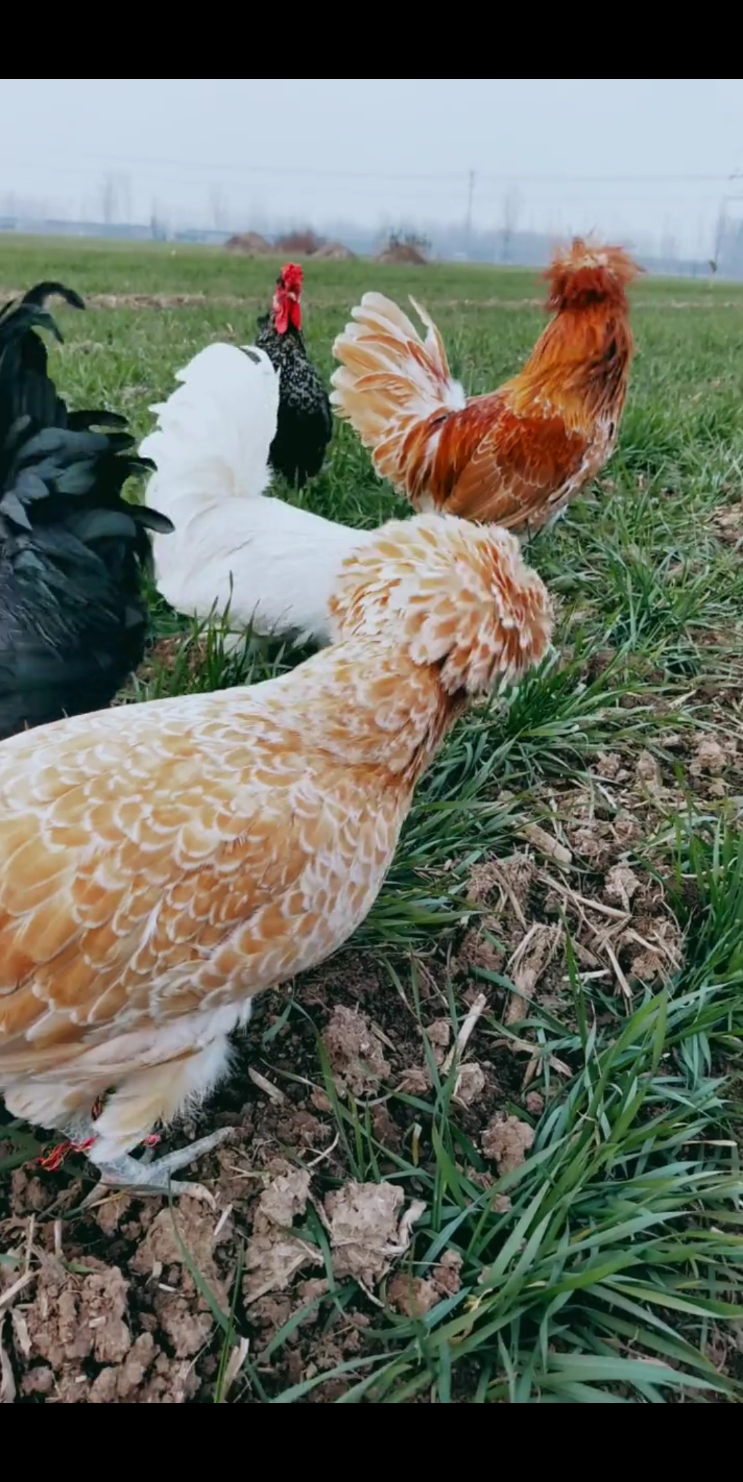 蘑菇头鸡第一次见