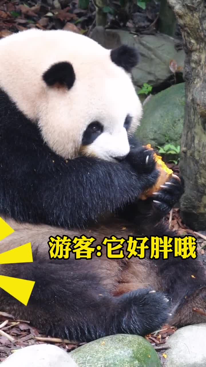 国宝熊猫#肉肉哼我哪里胖了嘛