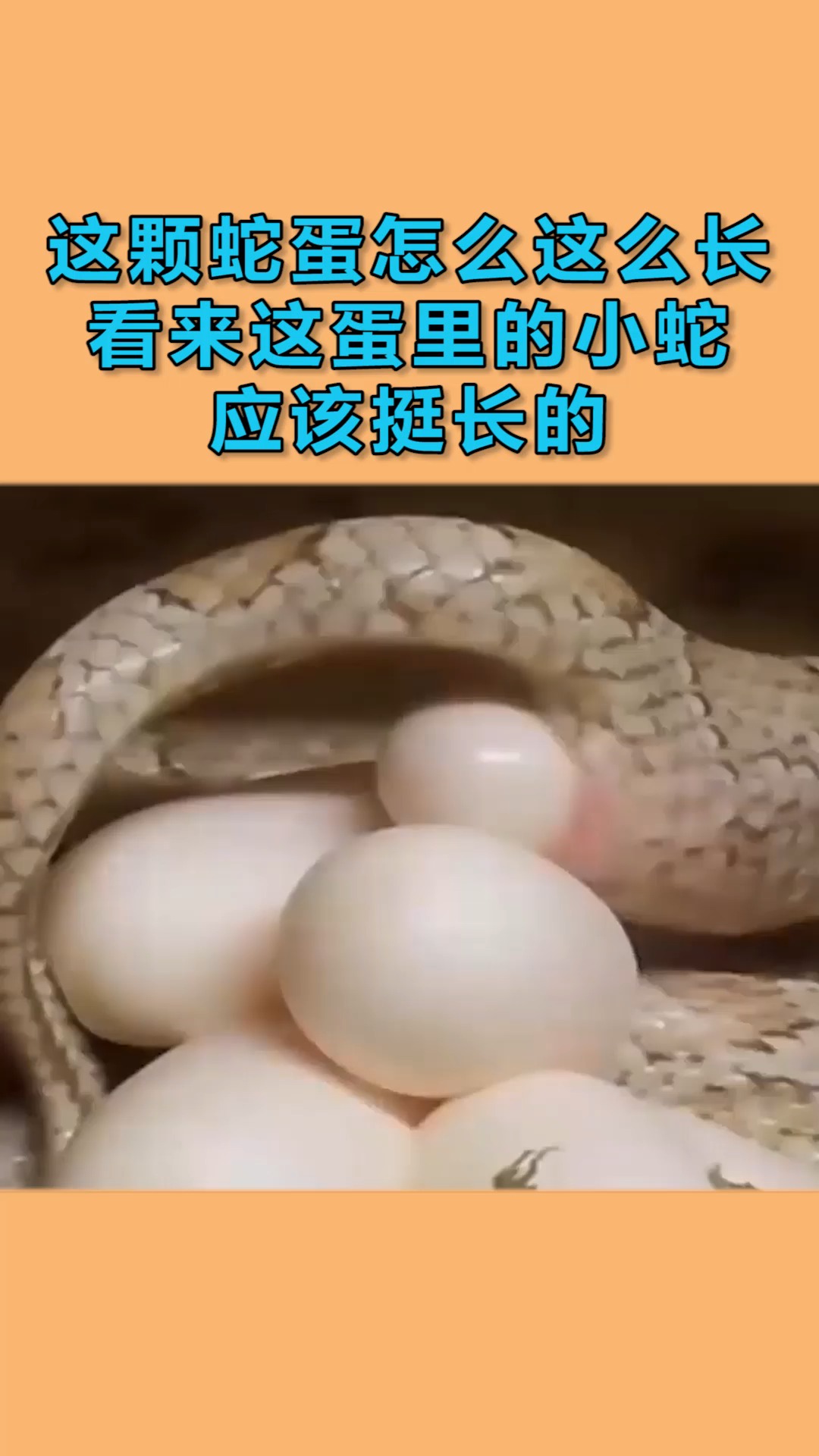假巢蛇的蛋图片