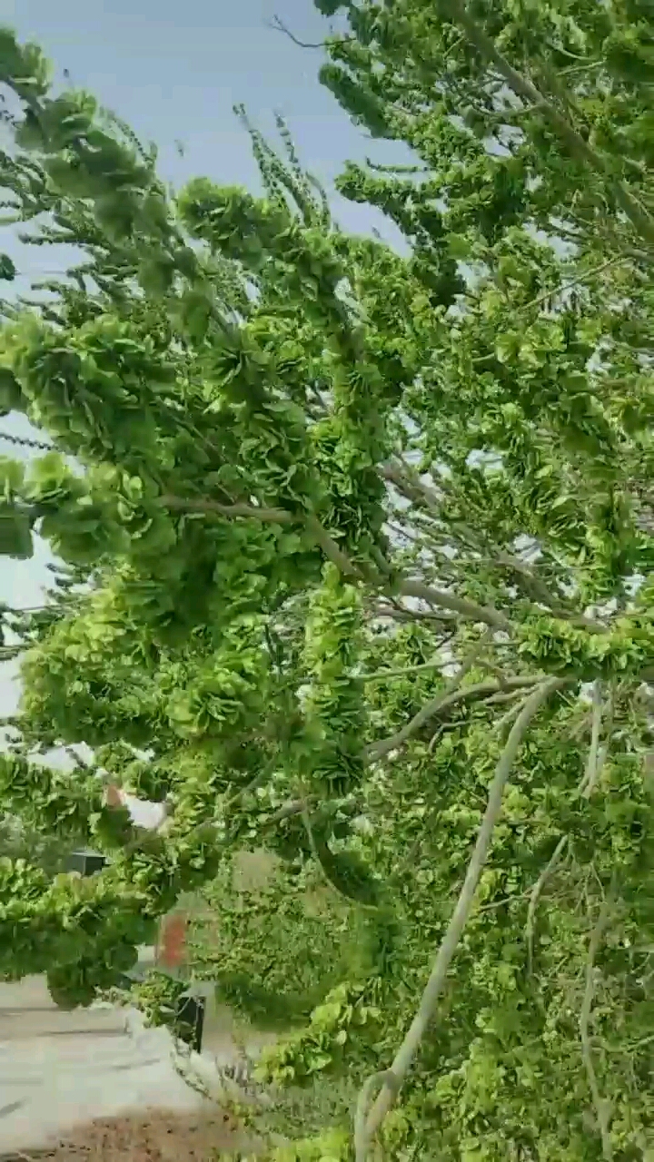 有谁吃过榆树钱吗?