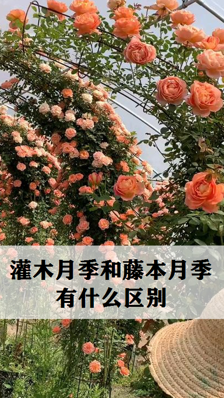 带你走进植物世界灌木月季和藤本月季有什么区别