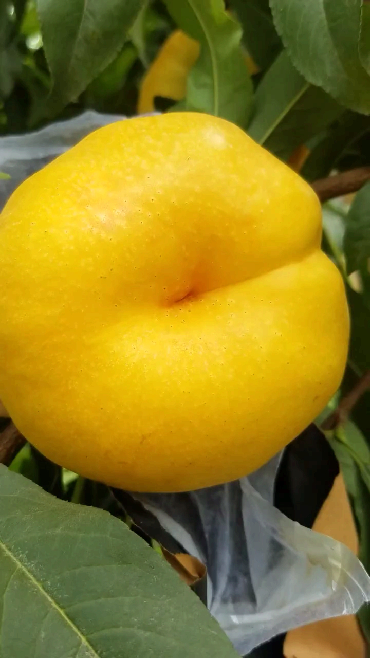 我要上热门#油蟠桃中的极品