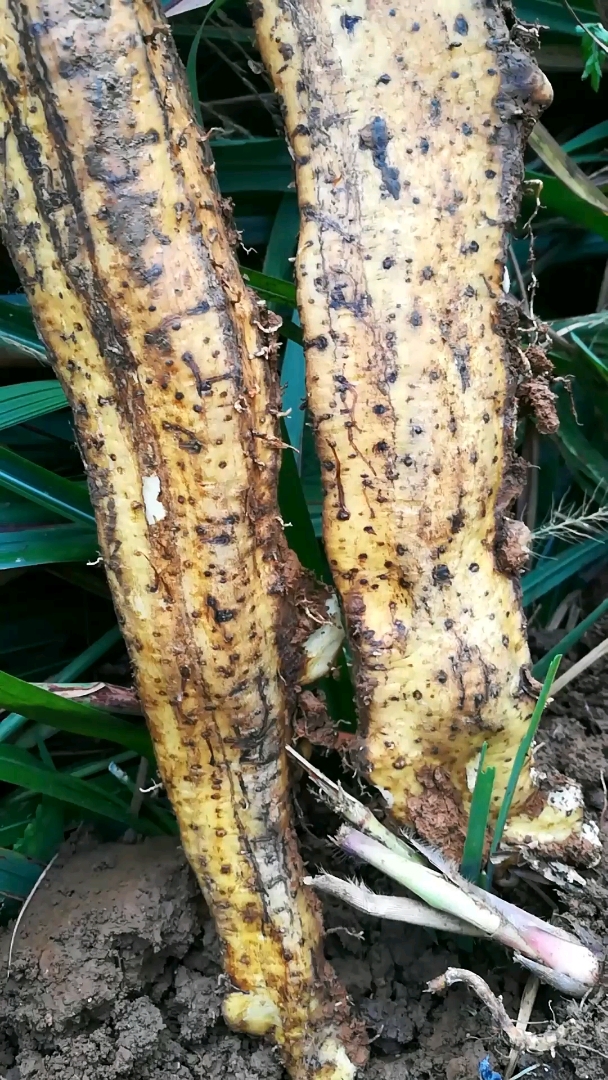 这么大的野山薯见过吗