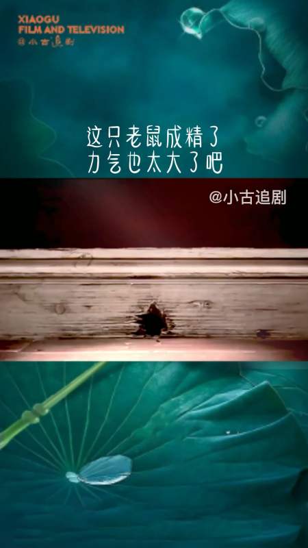精彩影视#这只老鼠成精了力气也太大了吧