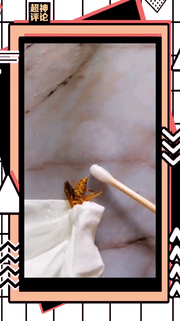 马蜂的刺,真吓人!