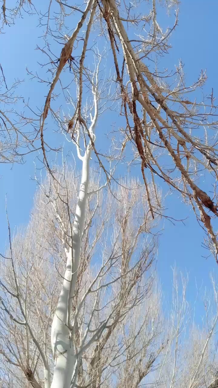 朴树《白桦林》