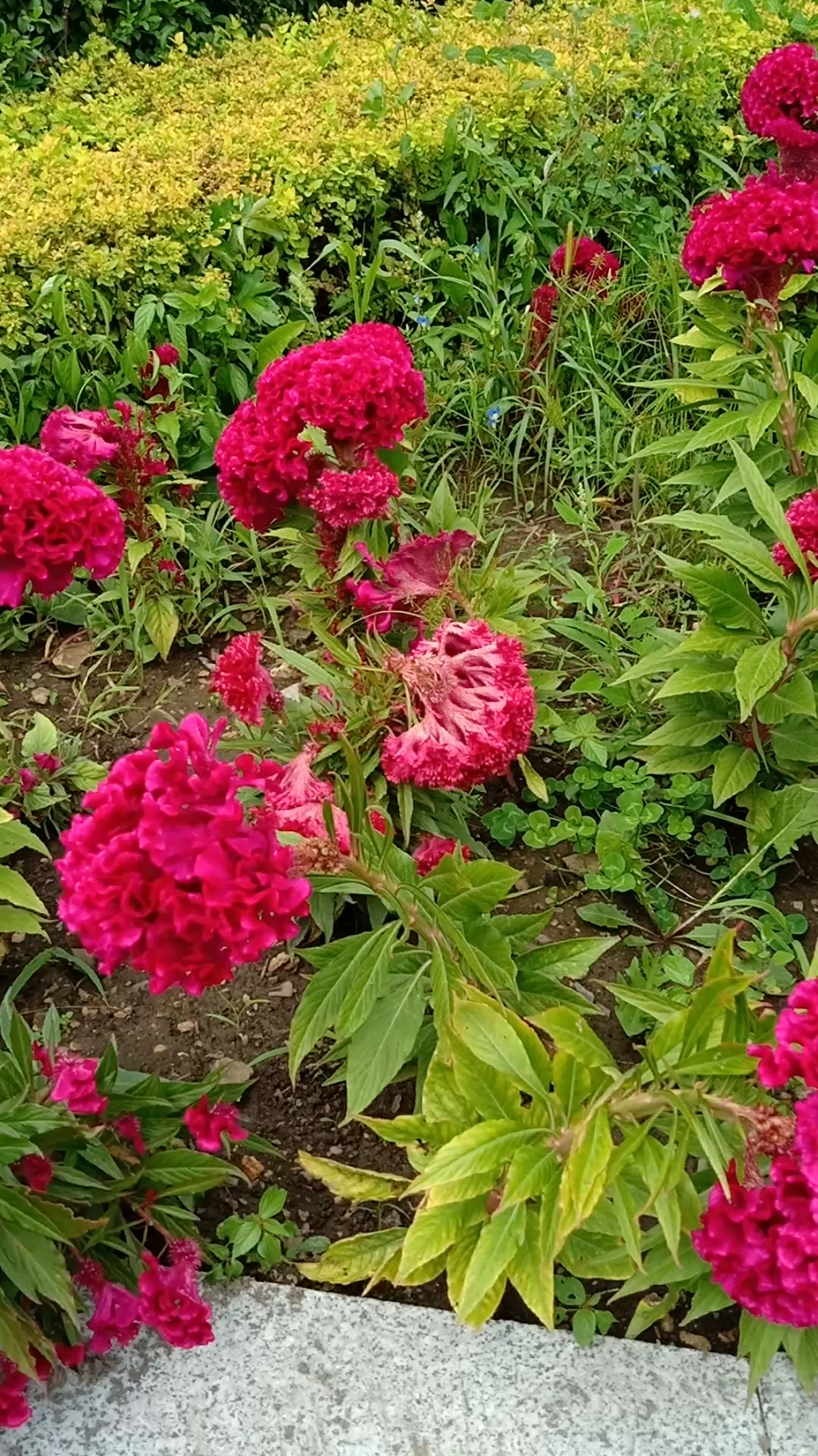 万紫千红一片绿