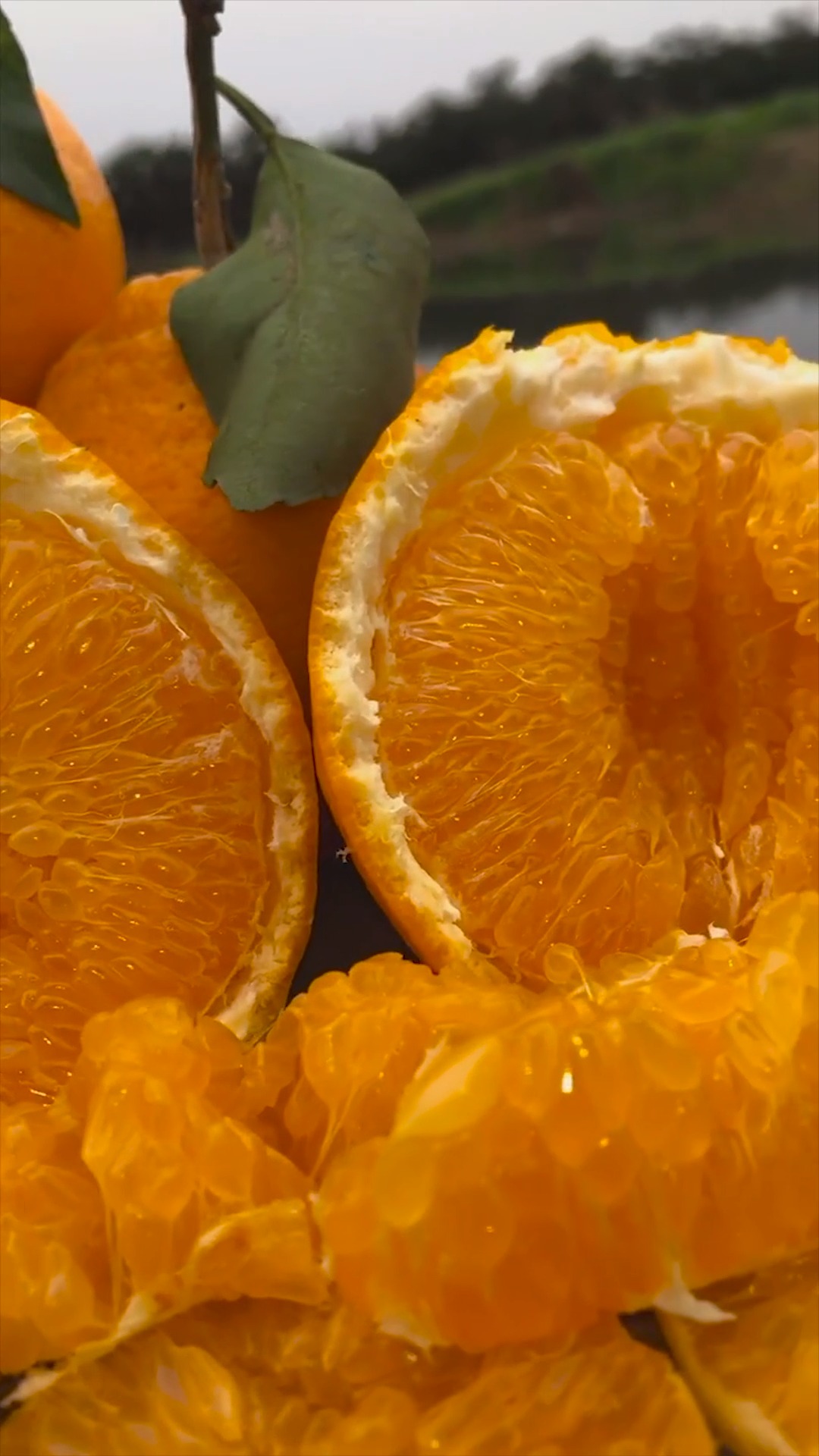 果肉饱满,粒粒多汁