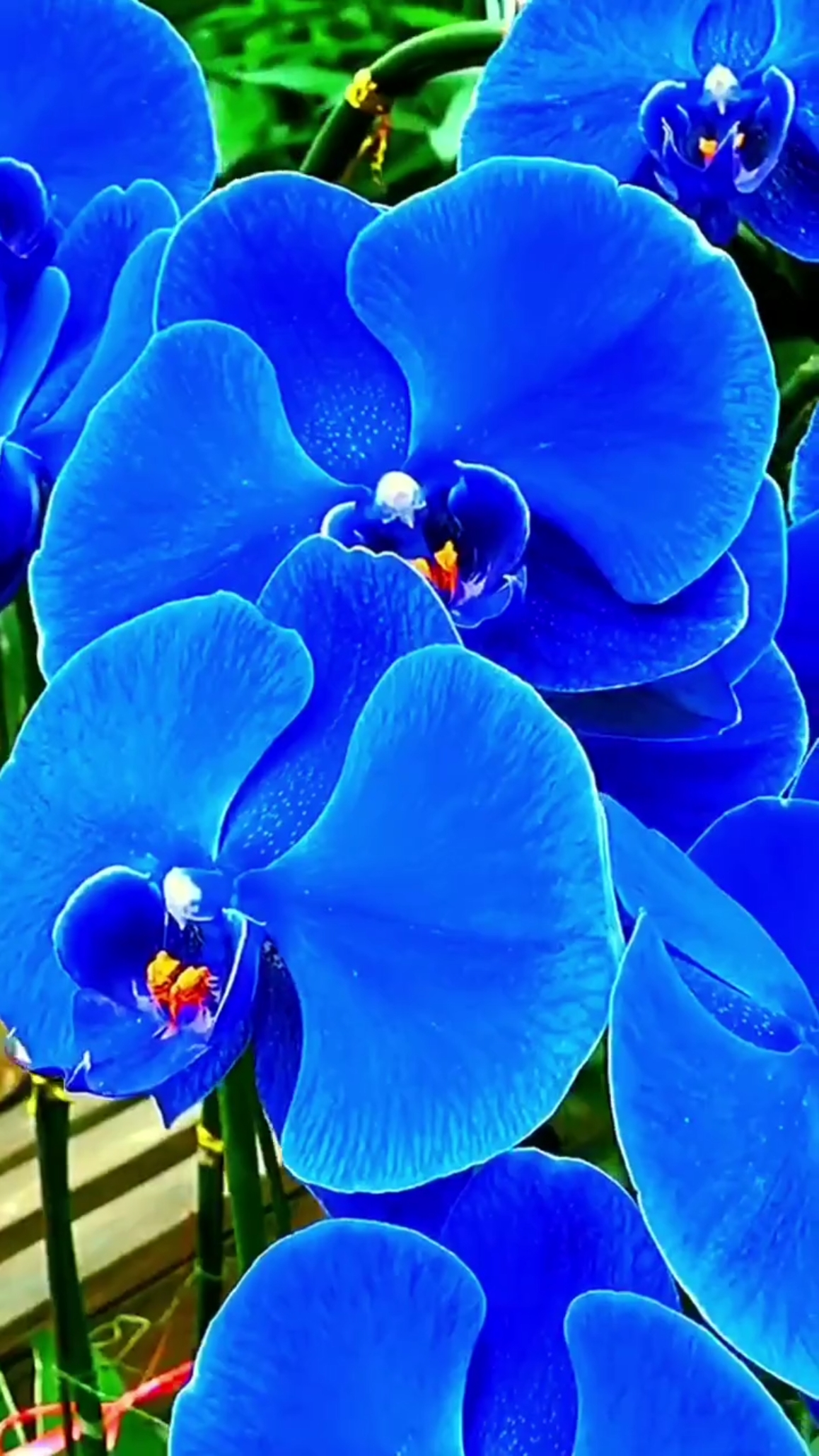 #五毛特效#蓝色蝴蝶兰好像蝴蝶一样美丽可爱-度小视