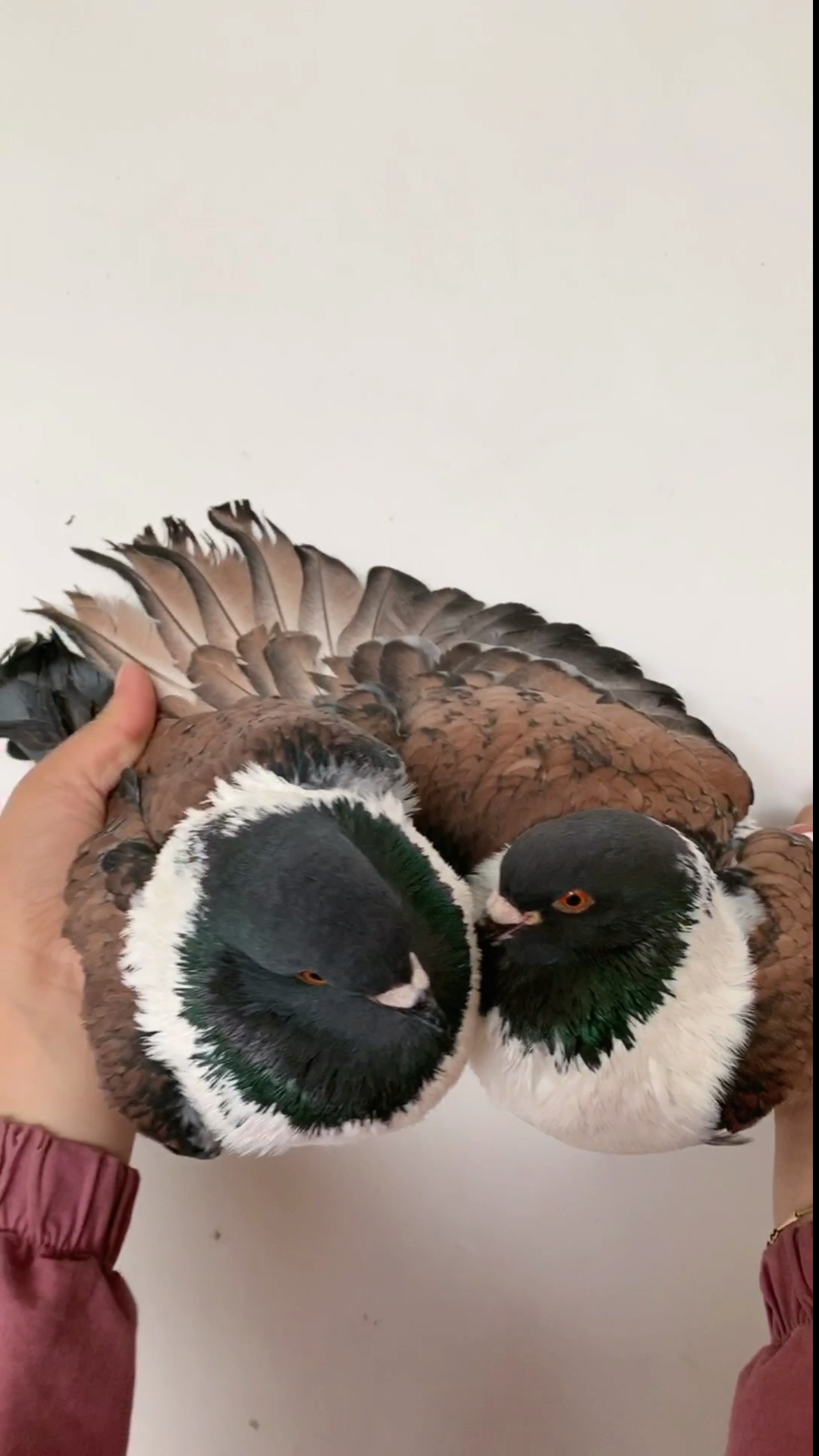 最美三色摩登哪的鸽子一个身上三种颜色