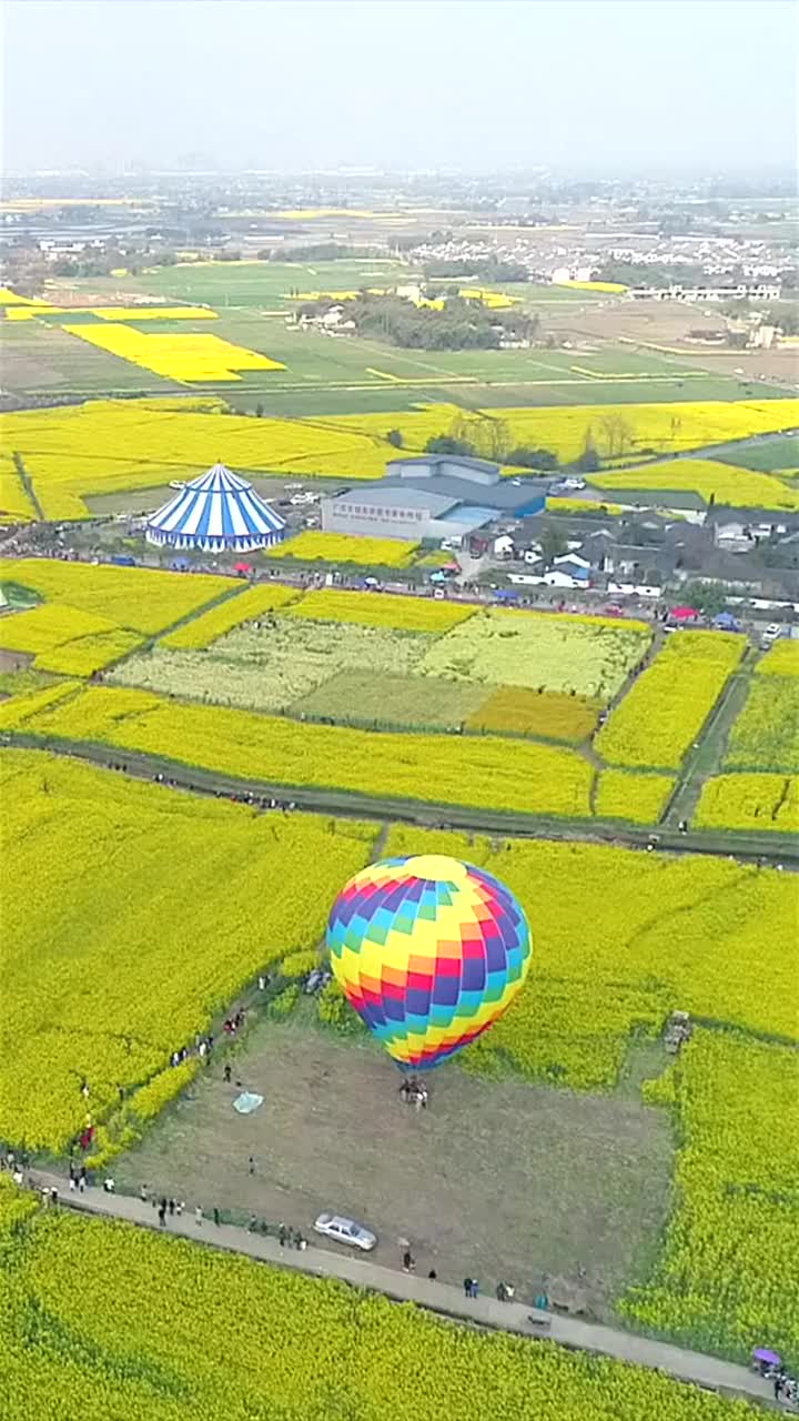 西高油菜花图图片