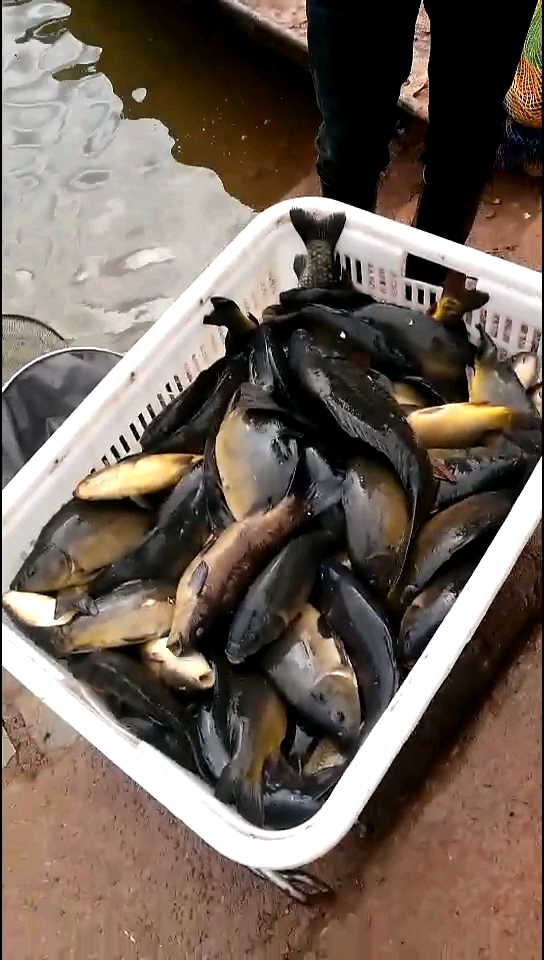 百多斤黑鲤鱼