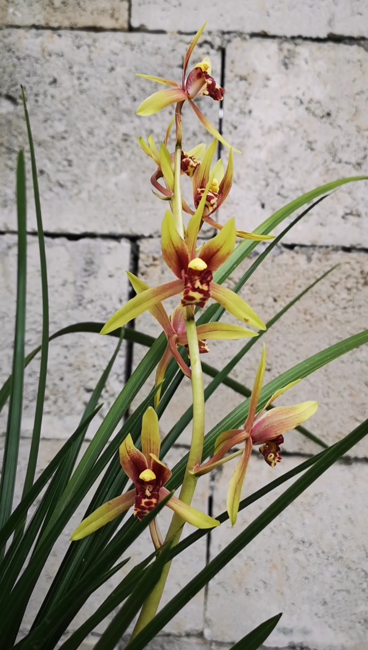 普通蕙兰开开品端正