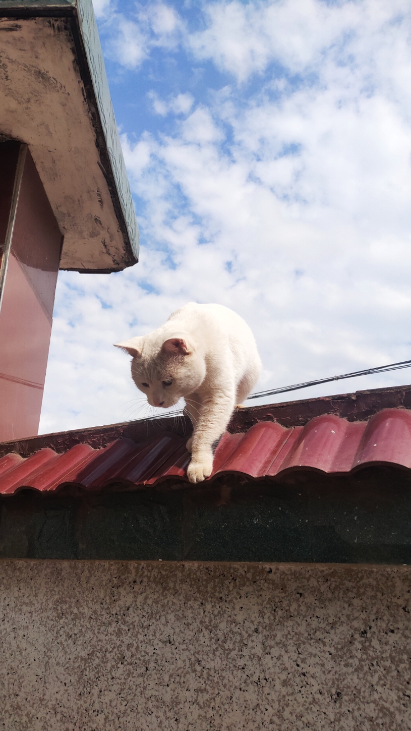 淘气猫#偷跑出家门的各种样子