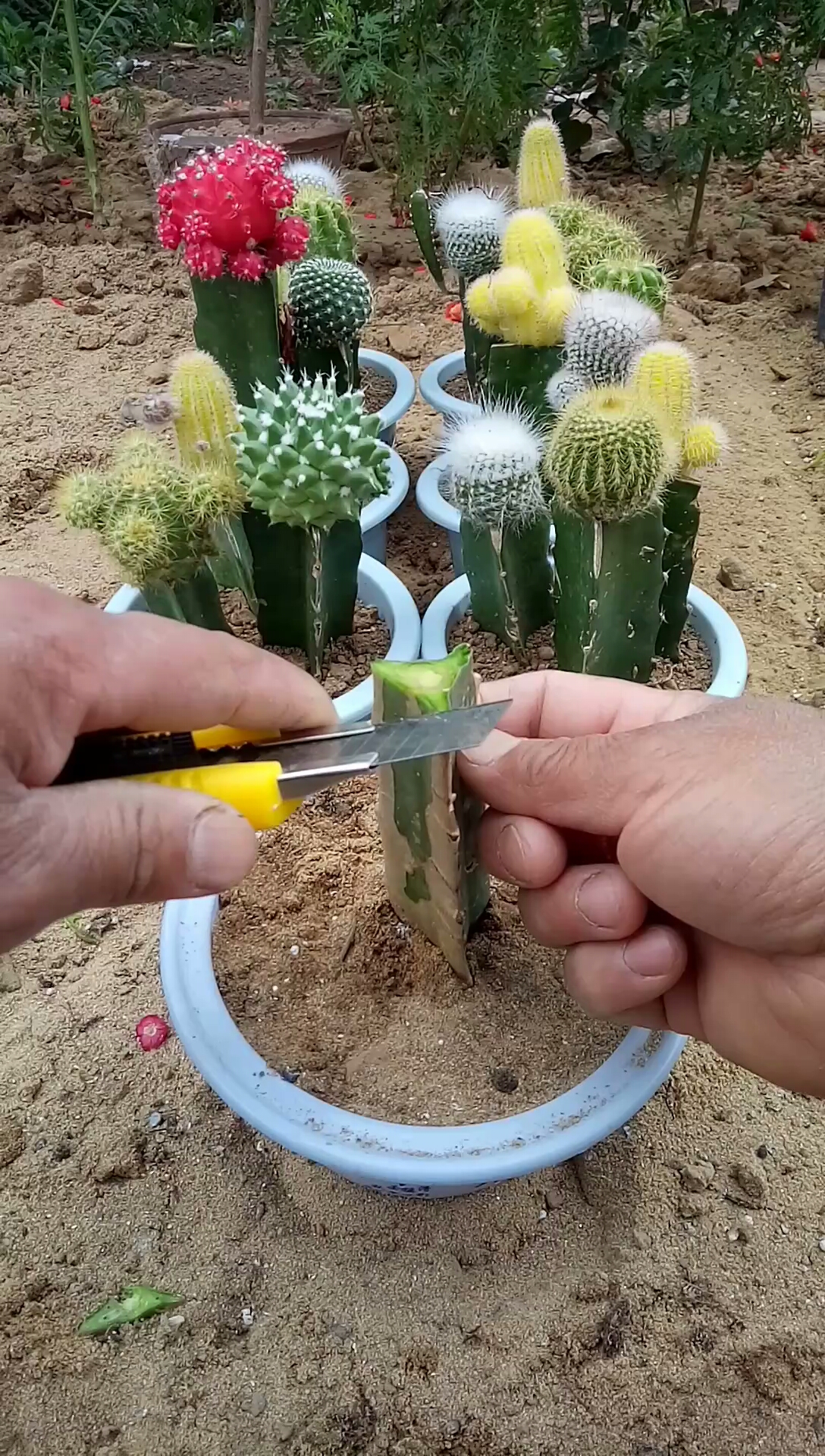 最潮劳动者#火龙果嫁接五彩仙人球技术