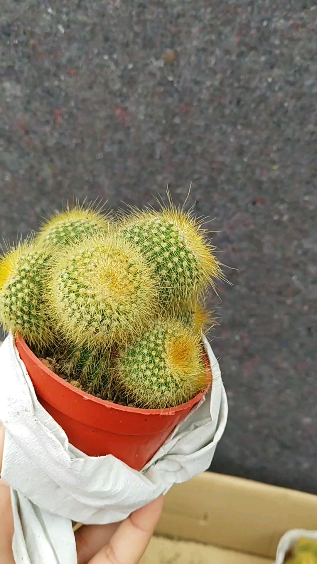 金丝猴仙人植物