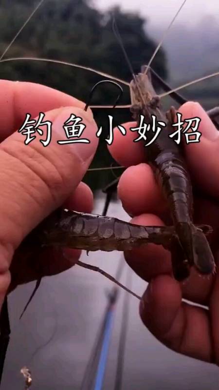 钓鱼技术#用虾钓鲈鱼的小妙招-度小视