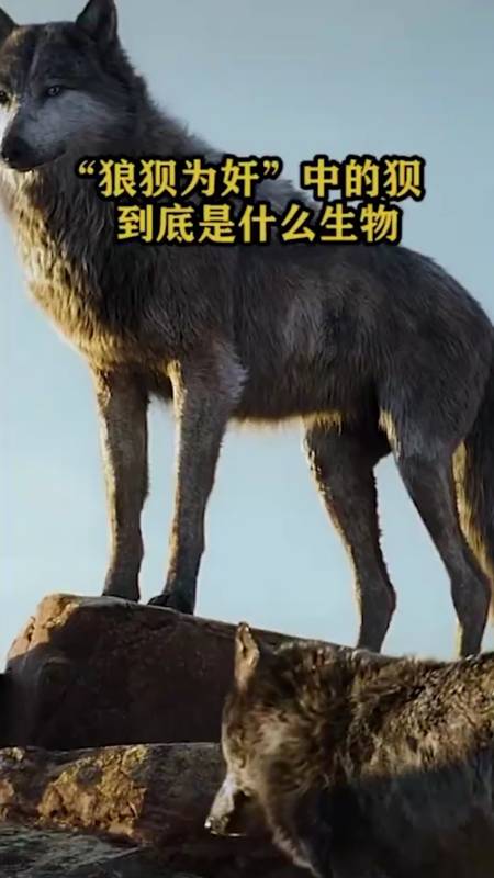 奇聞趣事搶先看#狼狽為奸,狽是什麼動物.