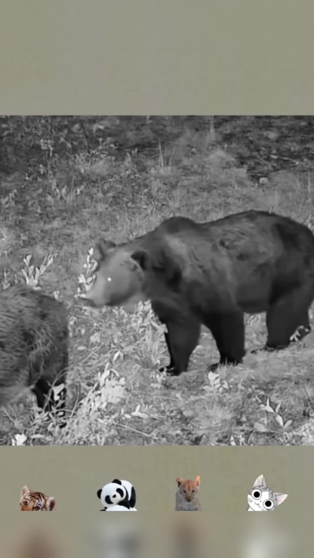 黑熊捕食野猪,而野猪却完全不自知,结果让人意外