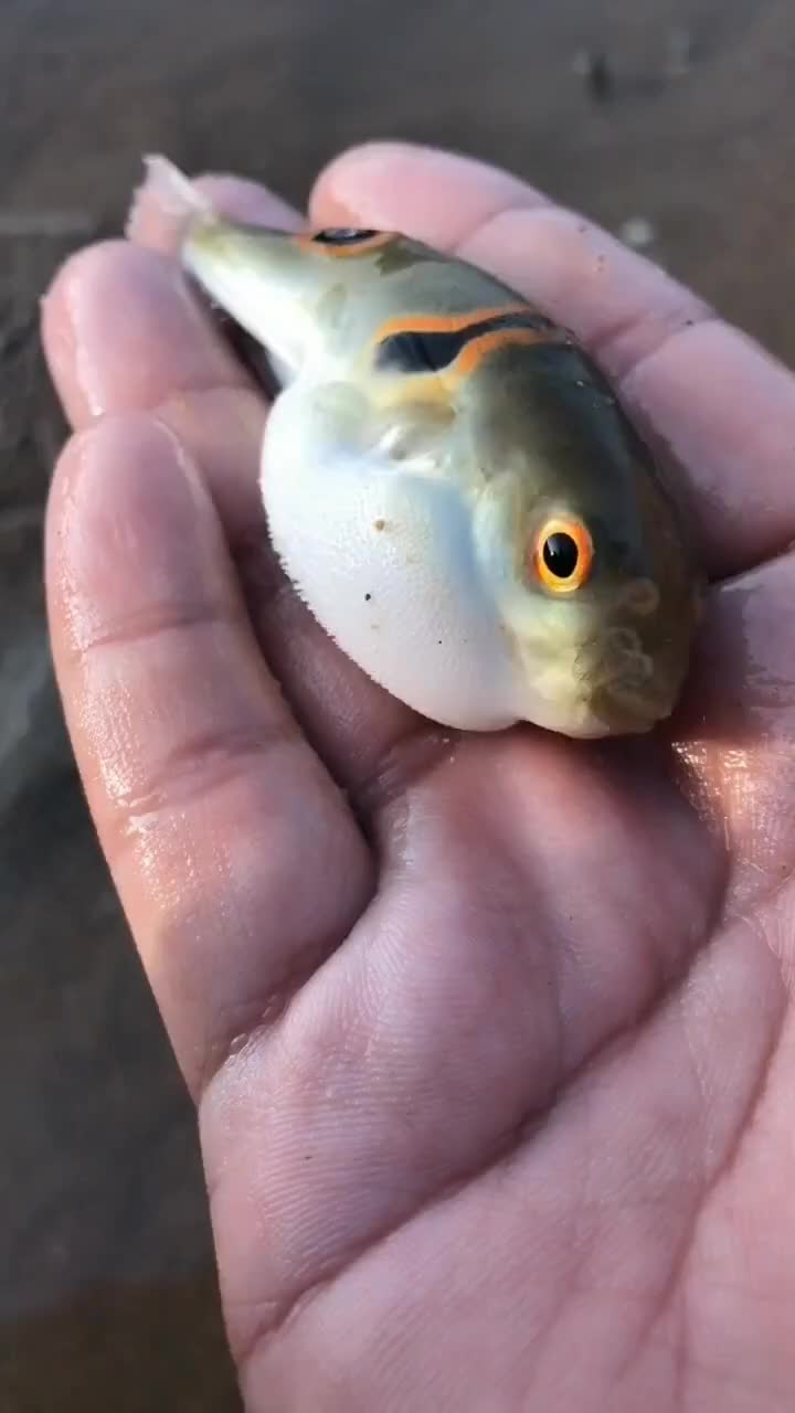 在海边赶海,抓到一只可爱的河豚,肚子圆滚滚的