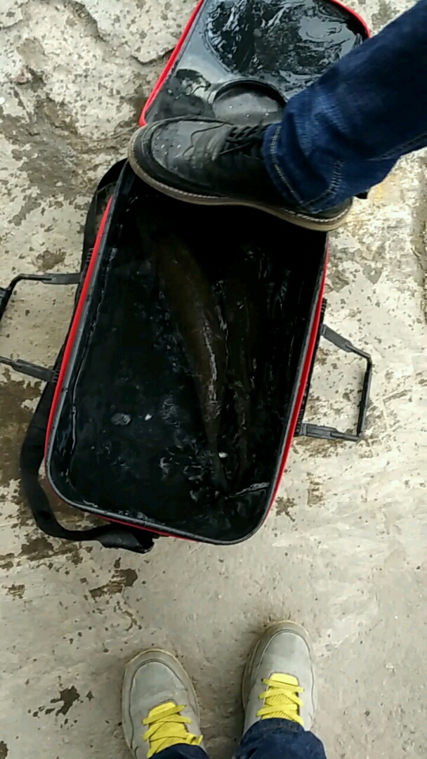 今日收获!蠢鱼两条,两斤多一条