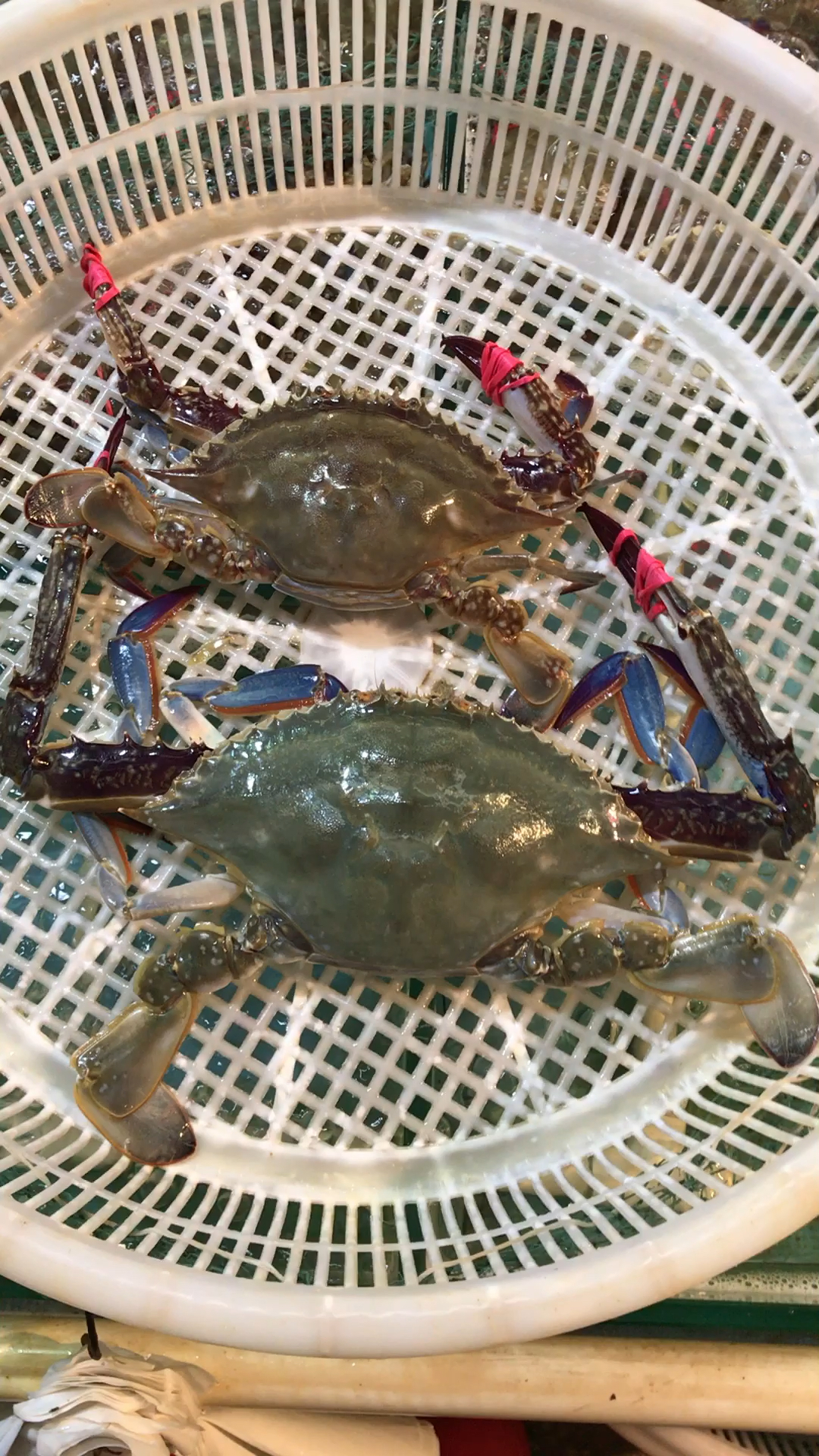 这是渤海的飞蟹教大家怎样一秒区分公母,腿短圆齐母子,腿长长齐公子