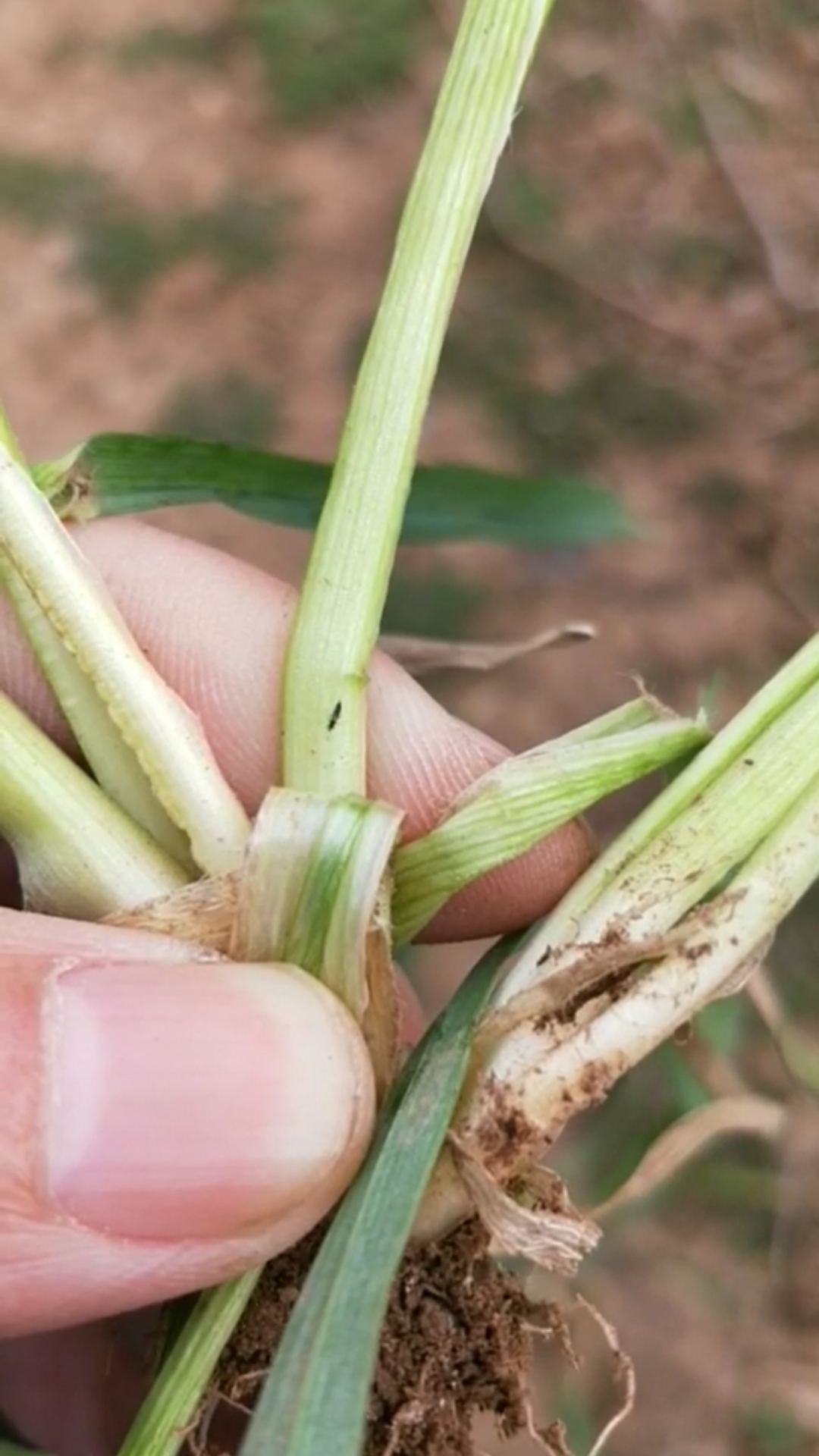 小麦蓟马开始有了,接下来会有蚜虫红蜘蛛