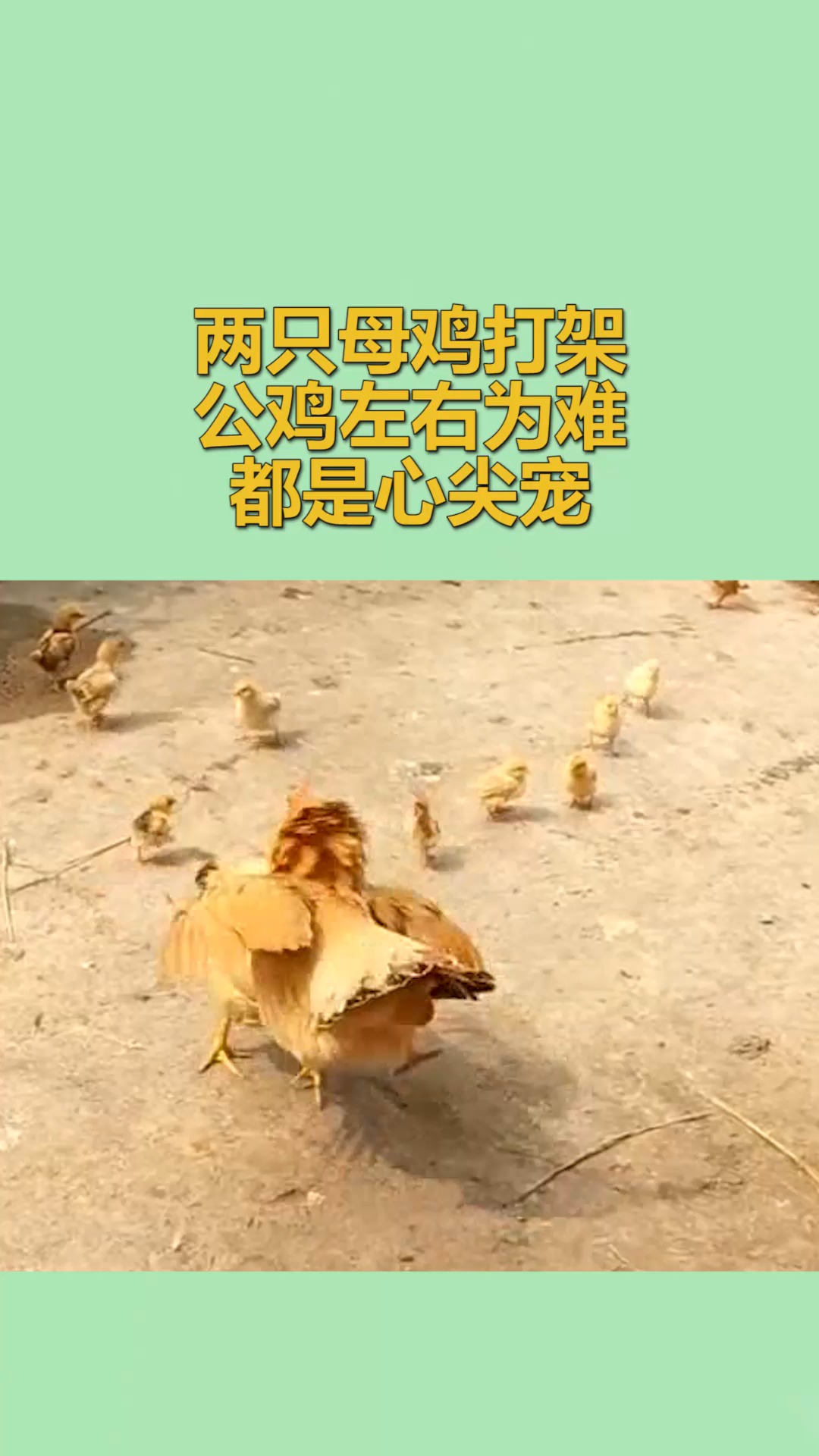 我要上热门#两只母鸡打架,公鸡左右为难,都是心尖宠