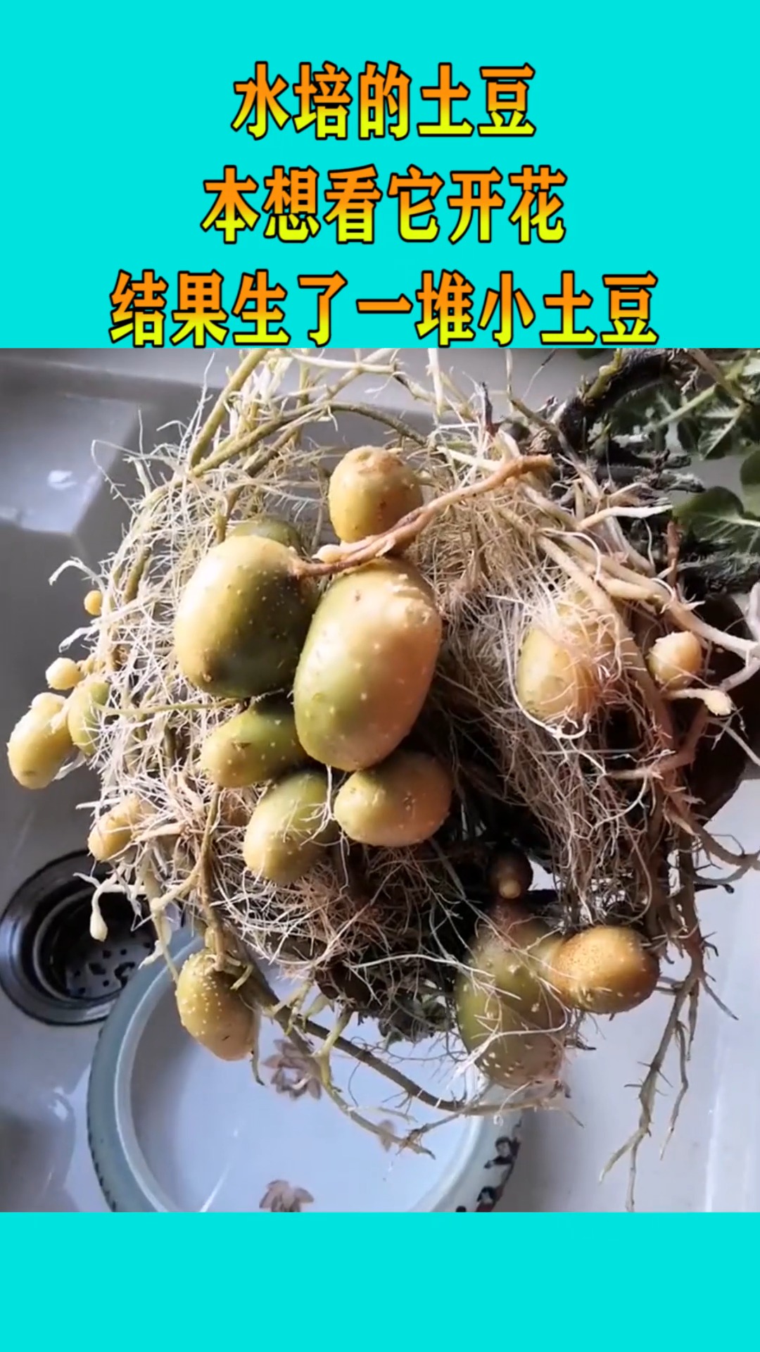 水培的土豆,本想看它开花,结果生了一堆小土豆!