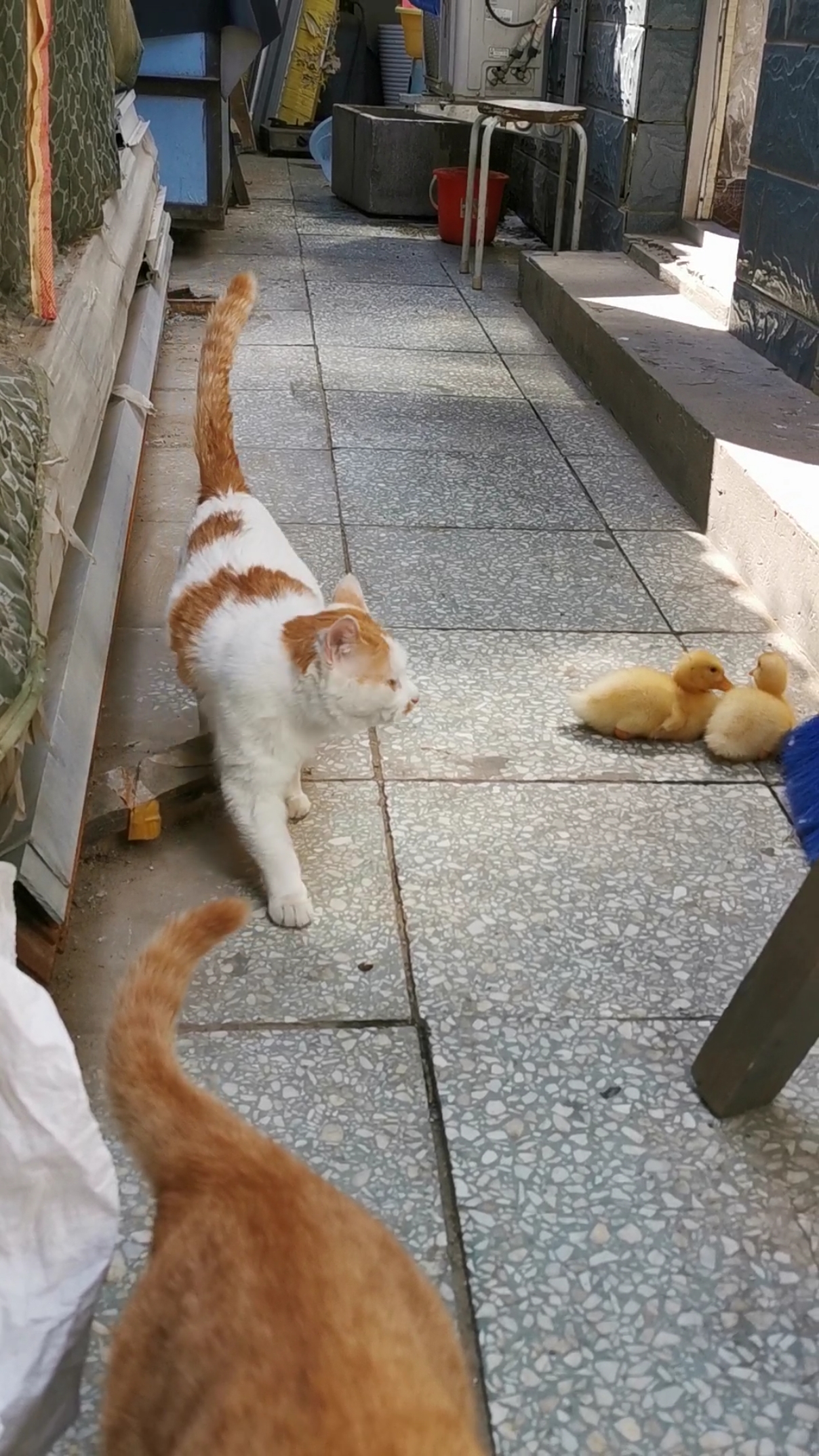 猫姐看猫妹跑过来了,在后面悄悄地走着,走到鸭宝宝旁边还扭头看看,生