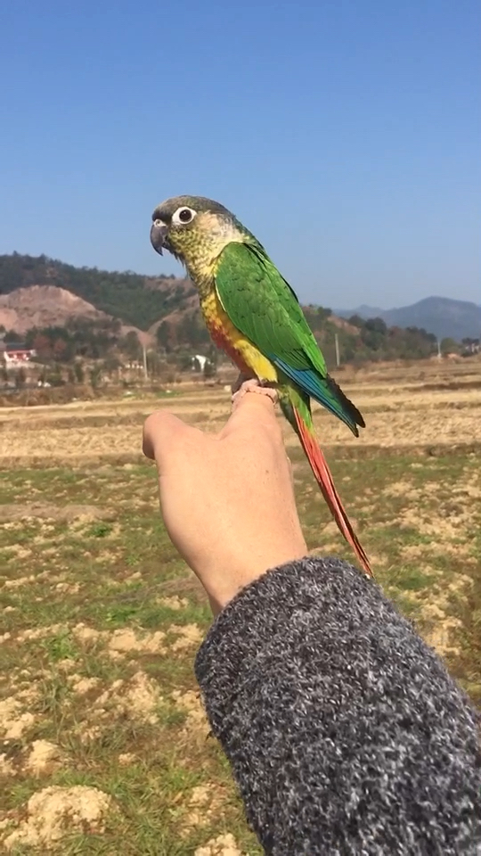 让热门来打我吧!#小太阳鹦鹉盘飞