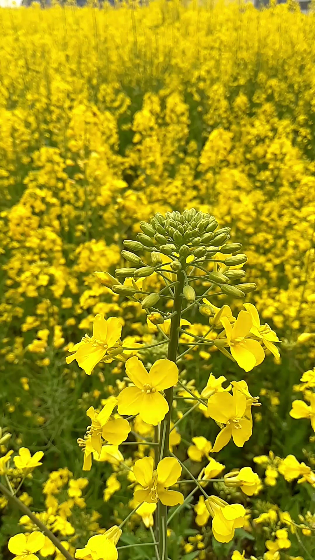 最美的野油菜花