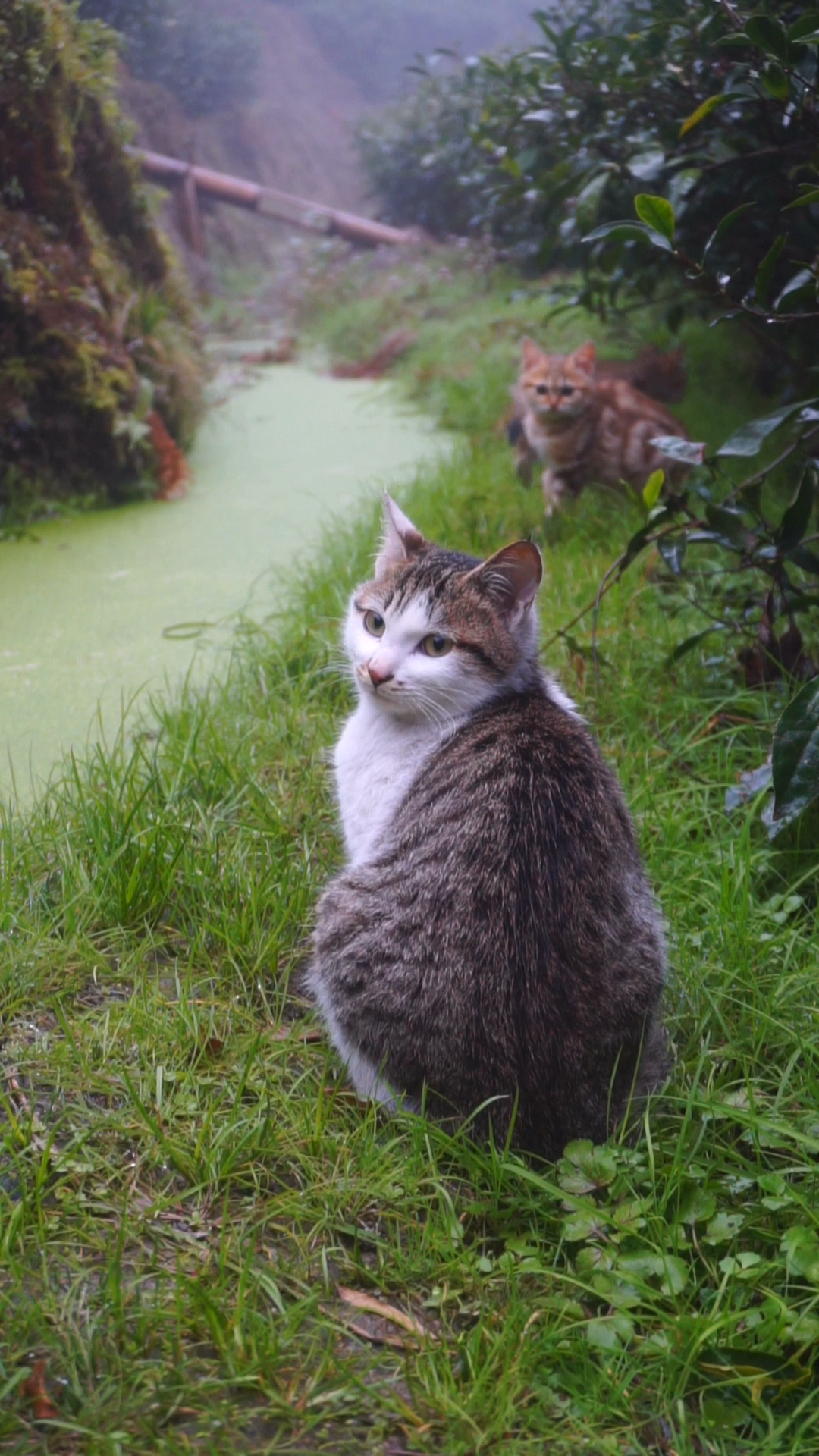 雪狸:香蕉看见什么了 好害怕